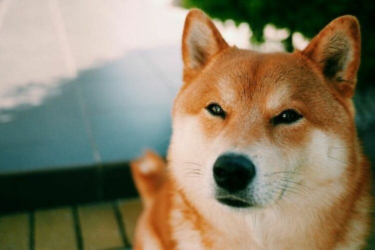 doge-increased-in-price-by-more-than-300